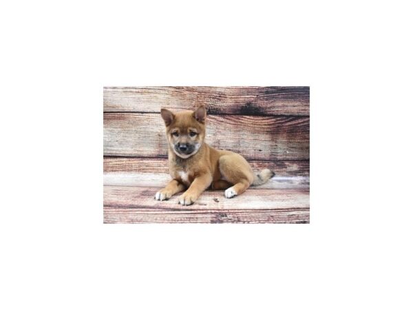 Shiba Inu-DOG-Female-Red-22138-Petland Scottsdale, Arizona