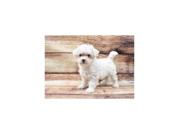 Bichon Frise-DOG-Female-White-22127-Petland Scottsdale, Arizona