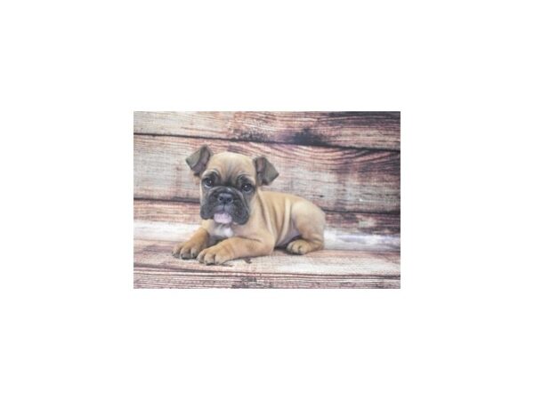 English Bulldog-DOG-Female-Red-22129-Petland Scottsdale, Arizona