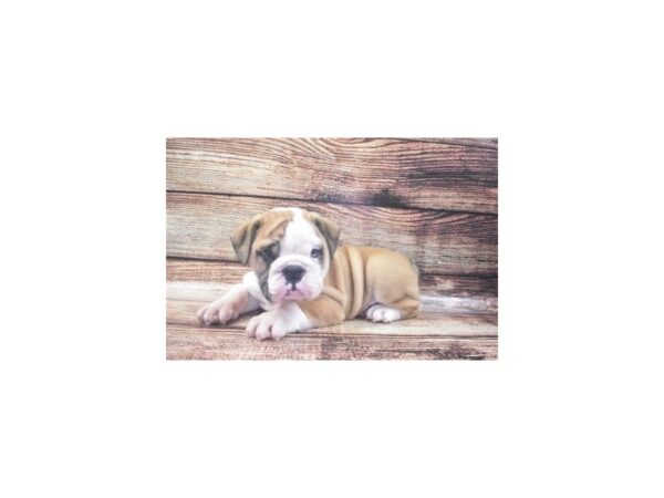 English Bulldog-DOG-Male-Red and White-22130-Petland Scottsdale, Arizona
