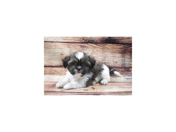 Shih Tzu-DOG-Female-Gold and White-22139-Petland Scottsdale, Arizona