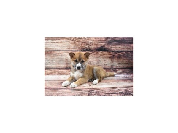 Shiba Inu-DOG-Male-Red and White-22137-Petland Scottsdale, Arizona