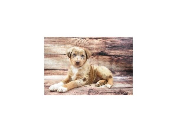Australian Shepherd-DOG-Female-Red Merle-22126-Petland Scottsdale, Arizona