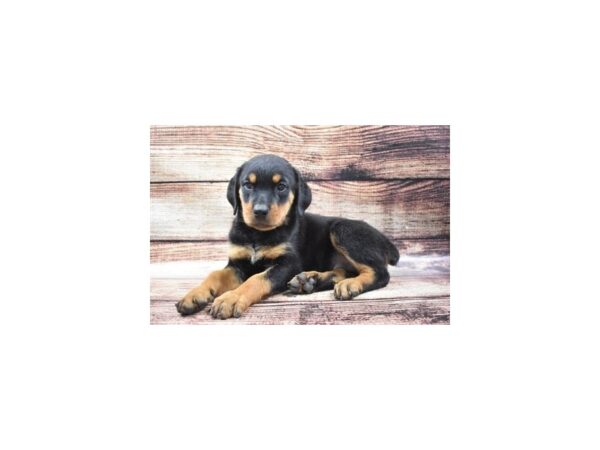 Rottweiler-DOG-Female-Black and Rust-22135-Petland Scottsdale, Arizona