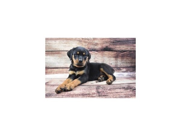 Rottweiler-DOG-Female-Black and Rust-22136-Petland Scottsdale, Arizona