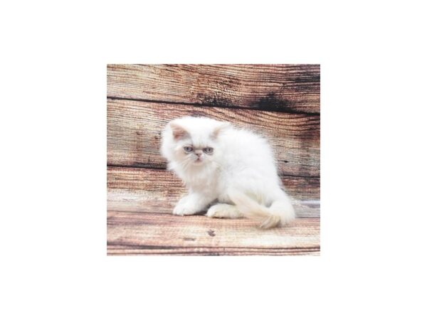 Persian-CAT-Male-Cream-22141-Petland Scottsdale, Arizona