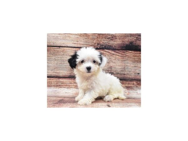 Havanese-DOG-Female-Black and White-22133-Petland Scottsdale, Arizona