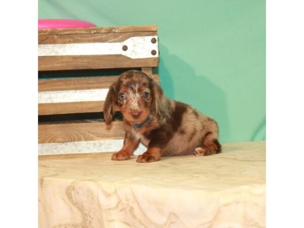 Dachshund-DOG-Female-Chocolate / Tan-22146-Petland Scottsdale, Arizona
