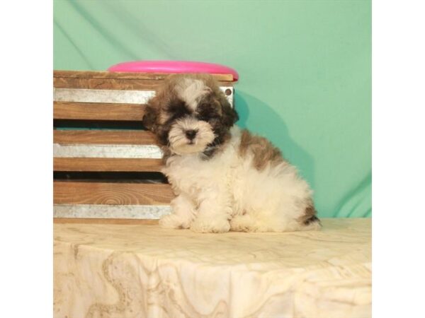 Bichon Frise/Shih Tzu-DOG-Male-White / Gold-22154-Petland Scottsdale, Arizona