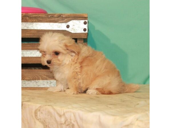 Chihuahua/Maltese-DOG-Female-Apricot-22155-Petland Scottsdale, Arizona