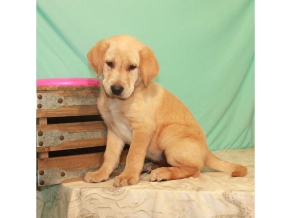 Labrador Retriever-DOG-Female-Yellow-22149-Petland Scottsdale, Arizona