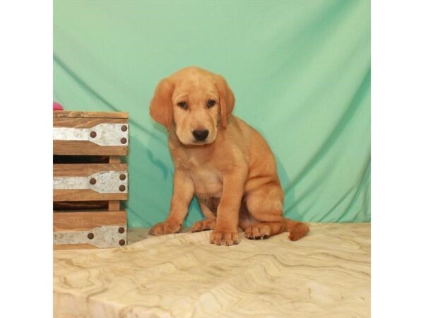 Labrador Retriever-DOG-Male-Yellow-22150-Petland Scottsdale, Arizona