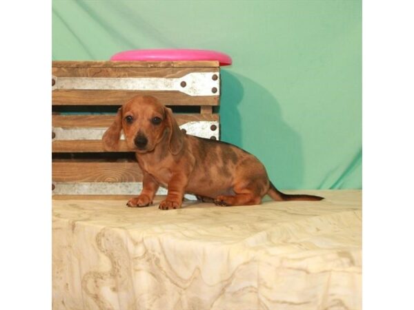 Dachshund-DOG-Female-Red-22147-Petland Scottsdale, Arizona