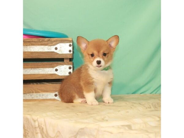 Pembroke Welsh Corgi-DOG-Female-Red / White-22182-Petland Scottsdale, Arizona
