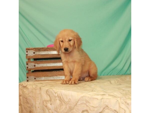 Golden Retriever-DOG-Male-Golden-22148-Petland Scottsdale, Arizona