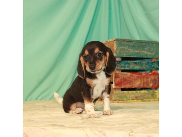 Beagle-DOG-Female-Black White / Tan-22144-Petland Scottsdale, Arizona