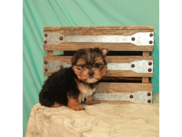 Yorkshire Terrier-DOG-Male-Black / Tan-22152-Petland Scottsdale, Arizona