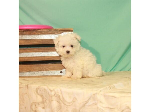 Maltese-DOG-Female-White-22151-Petland Scottsdale, Arizona