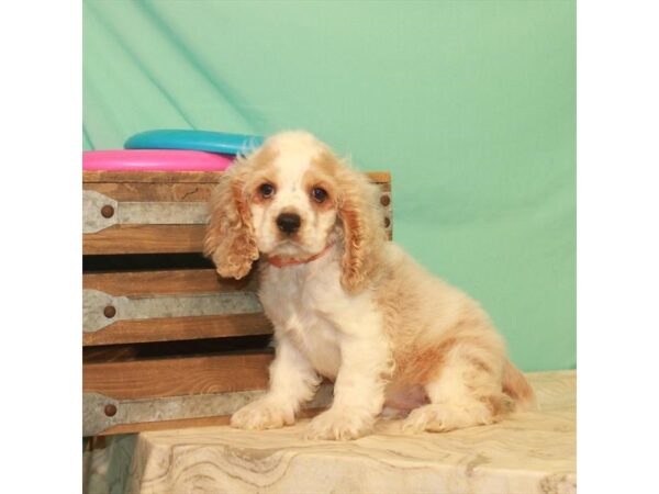 Cocker Spaniel-DOG-Female-White / Buff-22145-Petland Scottsdale, Arizona