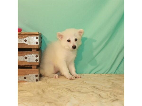 American Eskimo Dog-DOG-Female-White-22142-Petland Scottsdale, Arizona