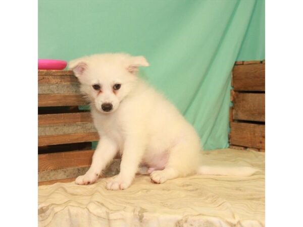 American Eskimo Dog-DOG-Male-White-22143-Petland Scottsdale, Arizona