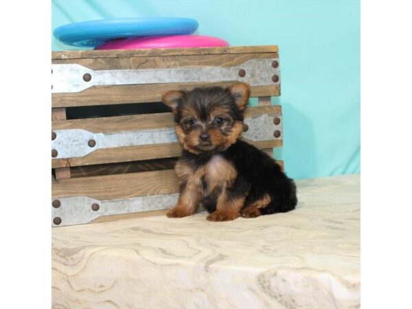 Yorkshire Terrier-DOG-Female-Black / Tan-22153-Petland Scottsdale, Arizona
