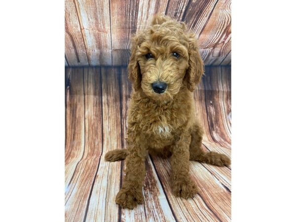 F1B Goldendoodle-DOG-Male-Golden-22160-Petland Scottsdale, Arizona