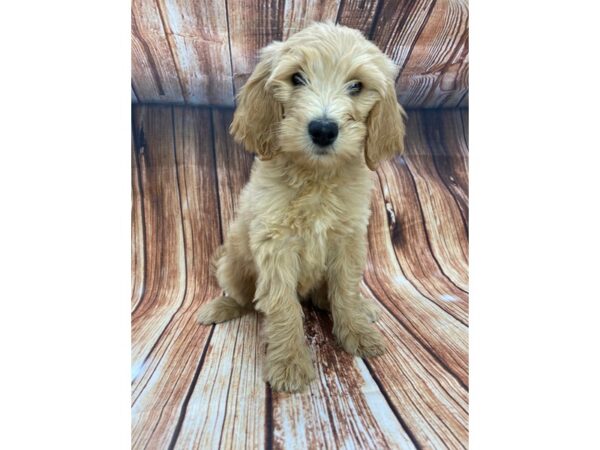 F1B Goldendoodle-DOG-Female-Golden-22159-Petland Scottsdale, Arizona