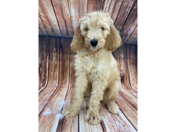 F1B Goldendoodle-DOG-Female-Golden-22158-Petland Scottsdale, Arizona
