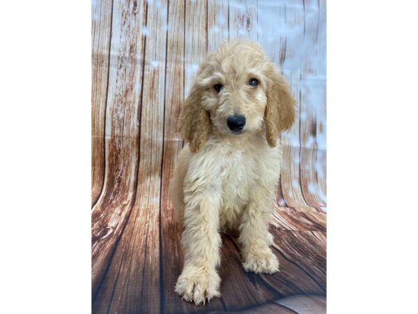 F1B Goldendoodle-DOG-Male-Golden-22157-Petland Scottsdale, Arizona