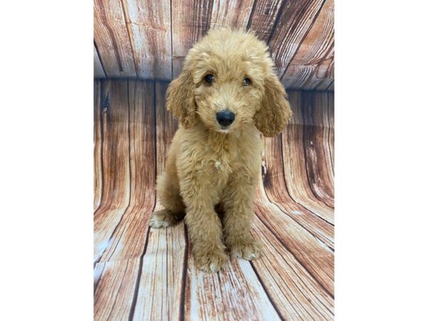 F1B Goldendoodle DOG Male Golden 22156 Petland Scottsdale, Arizona