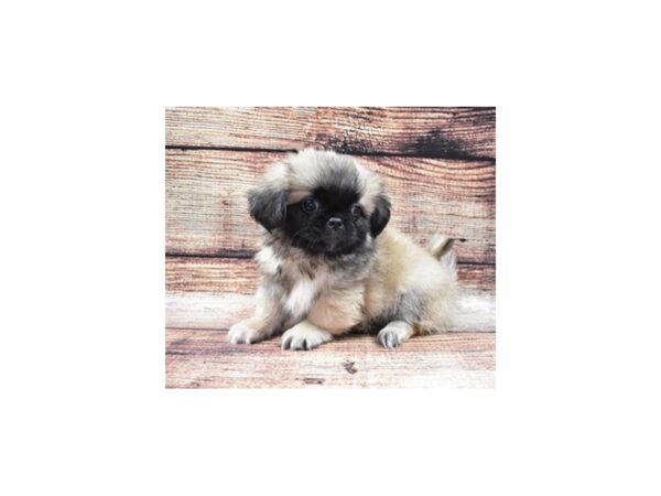 Pekingese-DOG-Female-Fawn Sable-22165-Petland Scottsdale, Arizona