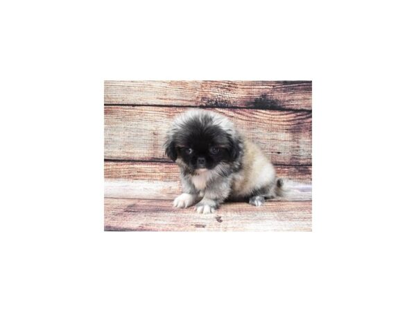 Pekingese-DOG-Female-Fawn Sable-22166-Petland Scottsdale, Arizona
