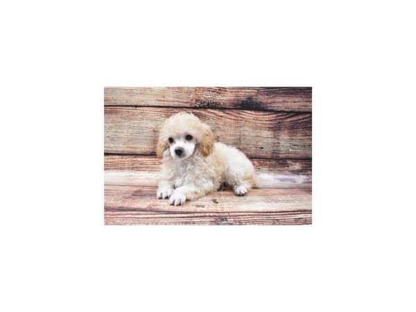 Poodle-DOG-Female-Cream-22163-Petland Scottsdale, Arizona
