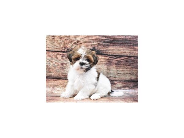 Lhasa Apso-DOG-Female-Red Gold-22175-Petland Scottsdale, Arizona