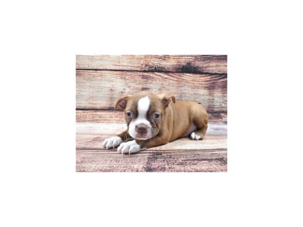 Boston Terrier-DOG-Male-Seal and White-22169-Petland Scottsdale, Arizona