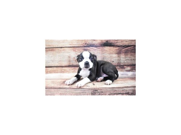 Boston Terrier-DOG-Female-Black and White-22170-Petland Scottsdale, Arizona