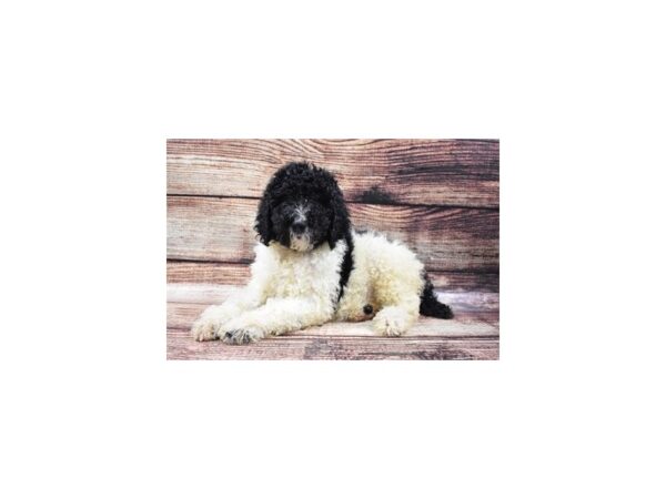 Standard Poodle-DOG-Female-Black and White-22162-Petland Scottsdale, Arizona