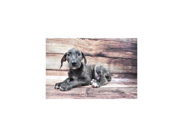 Great Dane-DOG-Male-Brindle-22172-Petland Scottsdale, Arizona