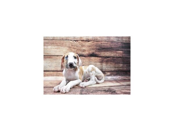 Great Dane-DOG-Female-Fawn-22173-Petland Scottsdale, Arizona
