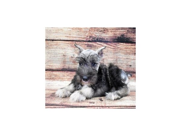 Miniature Schnauzer-DOG-Male-Salt and Pepper-22168-Petland Scottsdale, Arizona