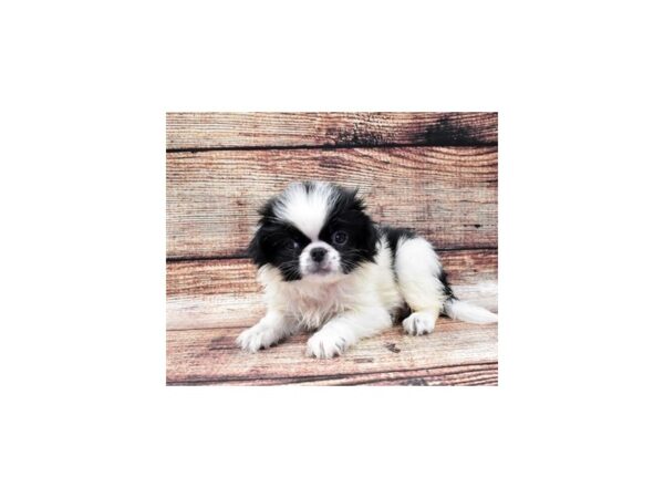 Japanese Chin-DOG-Male-Black and White-22174-Petland Scottsdale, Arizona