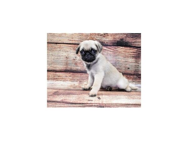Pug-DOG-Male-Fawn-22164-Petland Scottsdale, Arizona