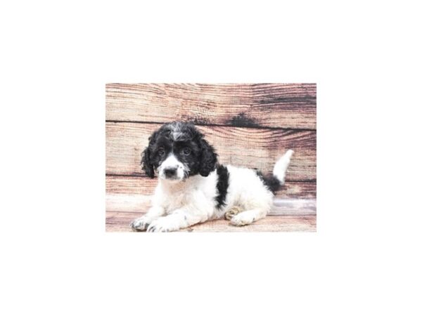 Bichon Poo-DOG-Female-Black-22161-Petland Scottsdale, Arizona