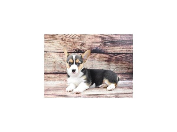 Pembroke Welsh Corgi-DOG-Female-Black and Tan-22167-Petland Scottsdale, Arizona