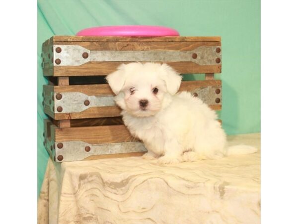 Maltese-DOG-Male-White-22180-Petland Scottsdale, Arizona