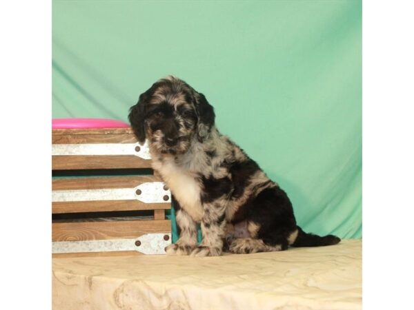 Golden Retriever/Poodle-DOG-Male-Blue Merle-22191-Petland Scottsdale, Arizona