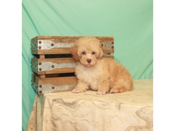 Poodle-DOG-Male-Apricot-22183-Petland Scottsdale, Arizona