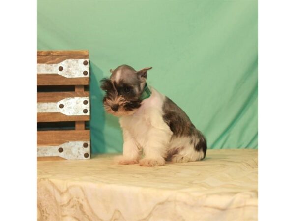 Miniature Schnauzer-DOG-Female-White Salt / Pepper-22181-Petland Scottsdale, Arizona