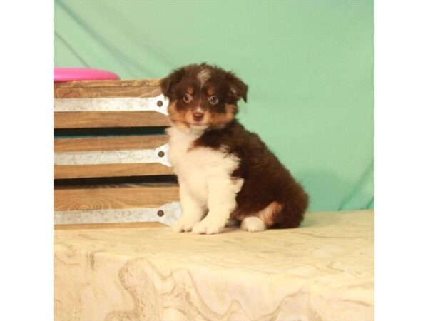 Australian Shepherd-DOG-Female-Chocolate-22176-Petland Scottsdale, Arizona